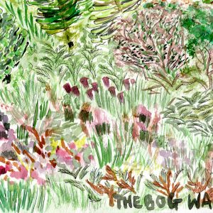 The Bog Walk