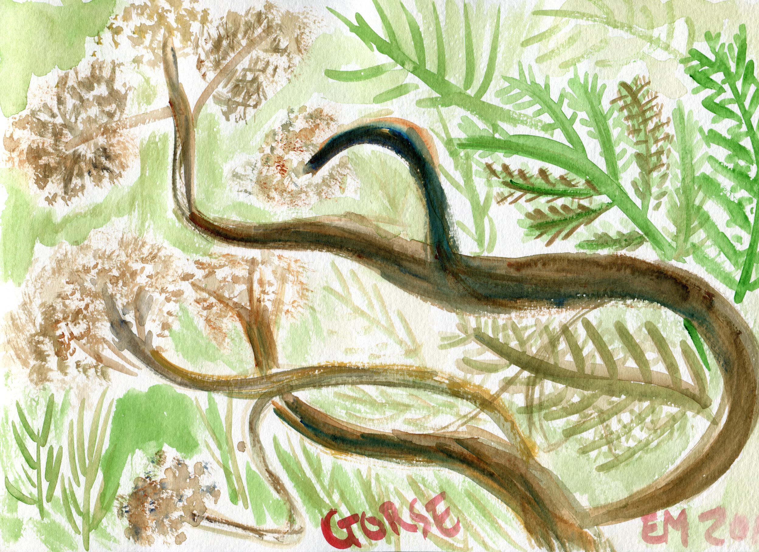 Gorse