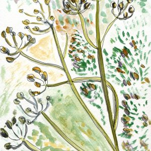 Cow Parsley